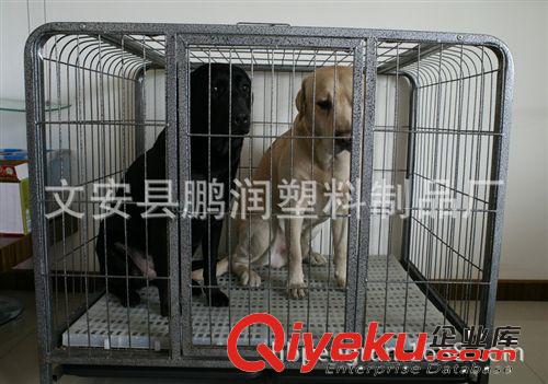 生产批发供应狗舍，犬场产房保育床，肉狗育肥塑料漏粪地板