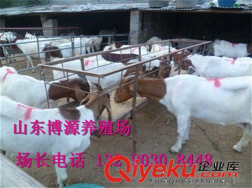 大批量出售純種波爾山羊 波爾山羊懷孕母羊 波爾山羊羔羊養(yǎng)殖原始圖片2