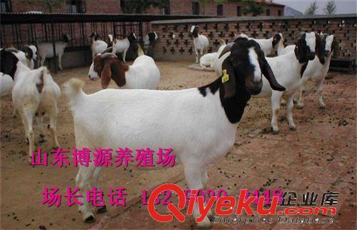 大批量出售純種波爾山羊 波爾山羊懷孕母羊 波爾山羊羔羊養(yǎng)殖原始圖片3