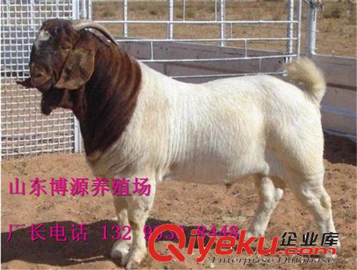 波爾山羊價(jià)格 波爾山羊養(yǎng)殖 波爾山羊批發(fā)原始圖片3