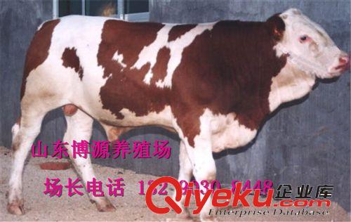 肉牛养殖场  出肉率{zg}肉牛西门塔尔牛 夏洛莱牛