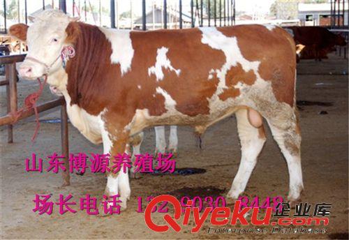 肉牛养殖场  出肉率{zg}肉牛西门塔尔牛 夏洛莱牛