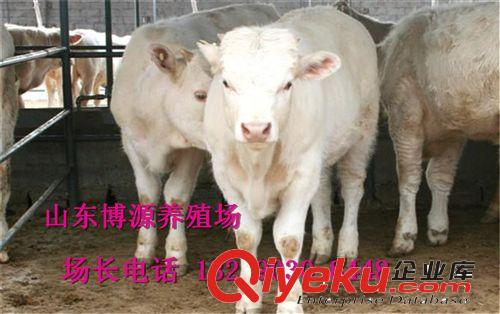 肉牛养殖场  出肉率{zg}肉牛西门塔尔牛 夏洛莱牛