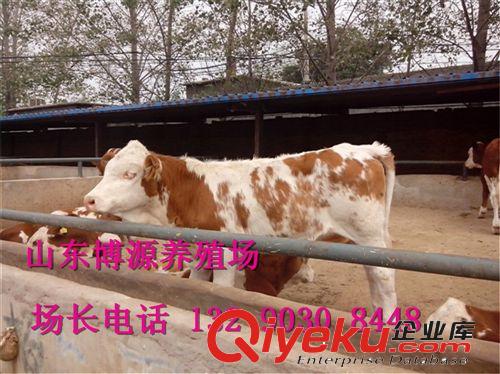 供应夏洛莱改良肉牛 纯种夏洛莱种牛 夏洛莱牛犊养殖技术