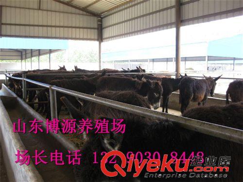 今年养殖肉驴行情如何 养殖肉驴纯利润多少 肉驴价格