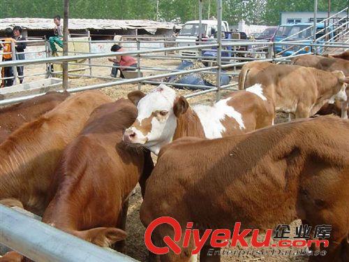 大地牧業(yè)供應(yīng)6000肉驢 途中傷亡全額賠償