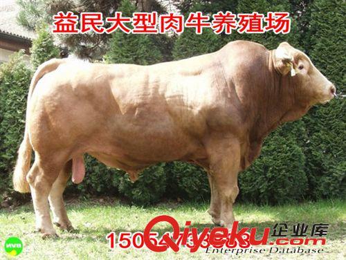 急售大量鲁西黄牛 种牛 西门塔尔牛 肉牛养殖技术