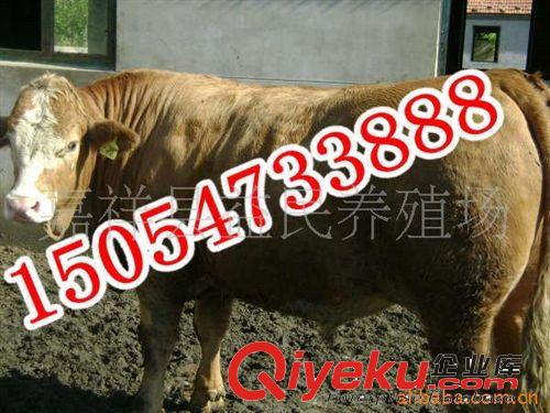 肉牛多少錢一斤 肉牛多少錢一公斤 肉牛價(jià)格  肉牛養(yǎng)殖技術(shù)原始圖片2