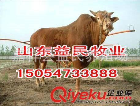 肉牛多少錢一斤 肉牛多少錢一公斤 肉牛價(jià)格  肉牛養(yǎng)殖技術(shù)