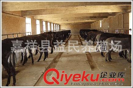 肉驢養(yǎng)殖場 德州肉驢 肉驢的價格 2012年肉驢價格 山東肉驢價格