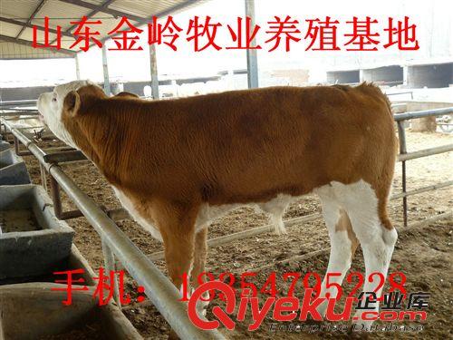 鲁西黄牛价格 哪里的肉牛价格{zpy} 山东肉牛养殖基地