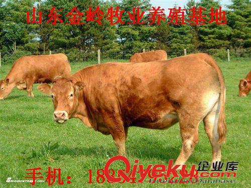 鲁西黄牛价格 哪里的肉牛价格{zpy} 山东肉牛养殖基地