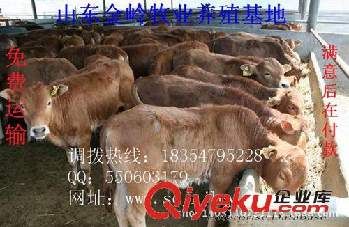 供應(yīng)魯西黃牛品種 肉牛飼料配方 小牛價(jià)格行情 生長快適應(yīng)性強(qiáng)