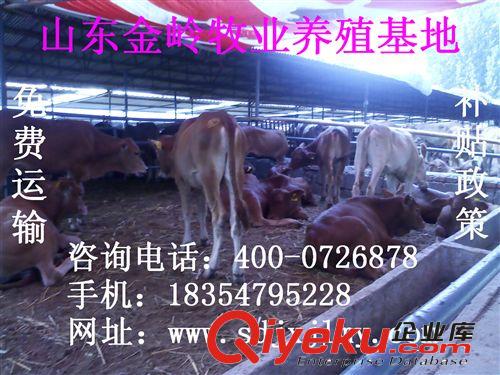 供應(yīng)魯西黃牛品種 肉牛飼料配方 小牛價(jià)格行情 生長快適應(yīng)性強(qiáng)