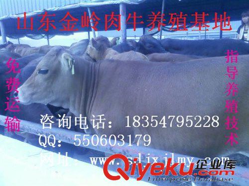 供應(yīng)魯西黃牛品種 肉牛飼料配方 小牛價(jià)格行情 生長快適應(yīng)性強(qiáng)