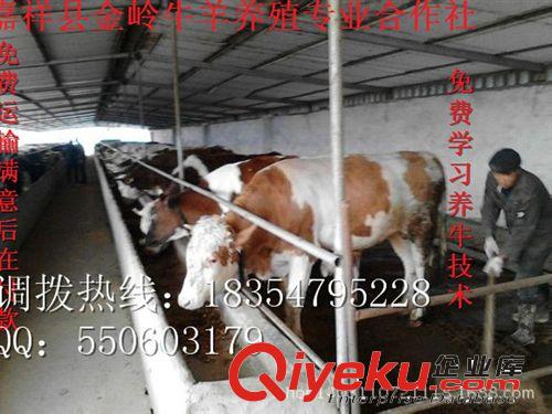 大量銷售西門塔爾牛-肉牛犢價格-肉牛養殖技術18354795228