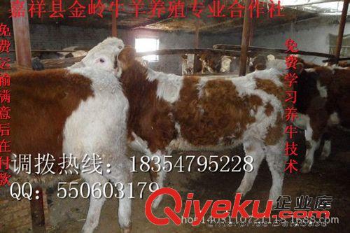 大量銷售西門塔爾牛-肉牛犢價格-肉牛養殖技術18354795228