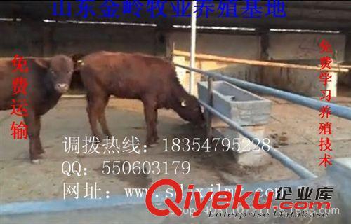 肉牛犊多少钱一头哪里有正规肉牛养殖场18354795228