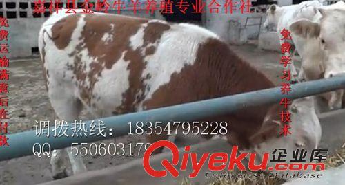 肉牛犊多少钱引进肉牛哪家好山东肉牛正规养殖基地 价格优惠