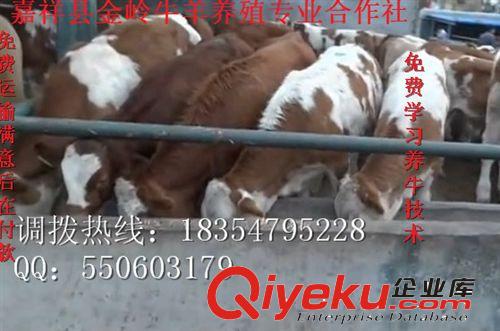 肉牛犊多少钱引进肉牛哪家好山东肉牛正规养殖基地 价格优惠