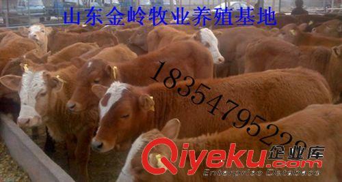 山东肉牛养殖肉牛犊价格西门塔尔牛养殖效益 体型大长得快