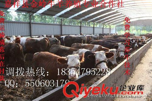 山东肉牛养殖肉牛犊价格西门塔尔牛养殖效益 体型大长得快