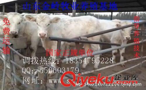 养肉牛什么品种好 夏洛莱牛肉牛犊养殖利润