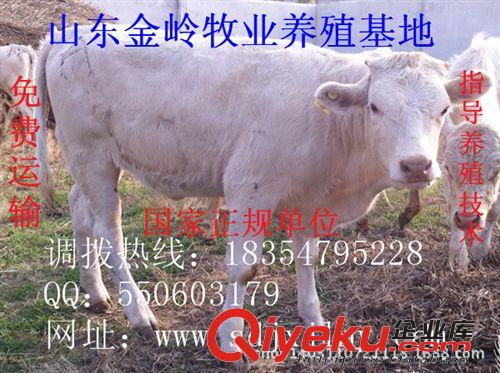 2014年夏洛萊牛{zx1}價(jià)格，肉牛哪個(gè)品種好養(yǎng)18354795228