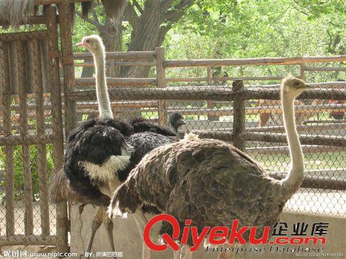 山東正規鴕鳥養殖場、鴕鳥價格、鴕鳥養殖方法