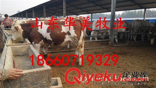 买西门塔尔牛牛犊、肉牛就到华美牧业，免费运输