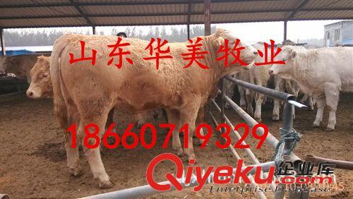 买西门塔尔牛牛犊、肉牛就到华美牧业，免费运输