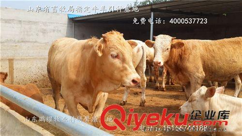 供應(yīng)純種利木贊牛/西門塔爾牛/山西肉牛養(yǎng)殖場 肉牛養(yǎng)殖
