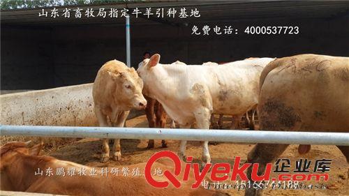 夏洛萊牛種牛{zx1}報價 純種夏洛萊牛犢長勢如何？養牛成本計算