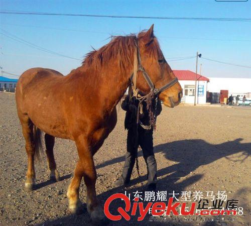 乘骑马 婚庆用马 伊犁马 蒙古马 三河马 山东大型赛马场 马驹