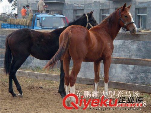 鵬耀養(yǎng)馬示范基地 伊犁馬 乘騎馬 矮馬 提供馴馬技術(shù)