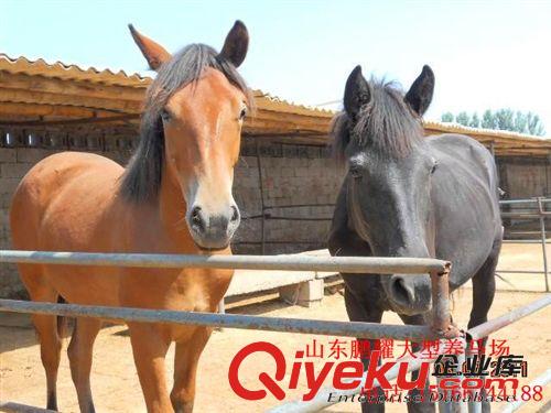 鵬耀養(yǎng)馬示范基地 伊犁馬 乘騎馬 矮馬 提供馴馬技術(shù)