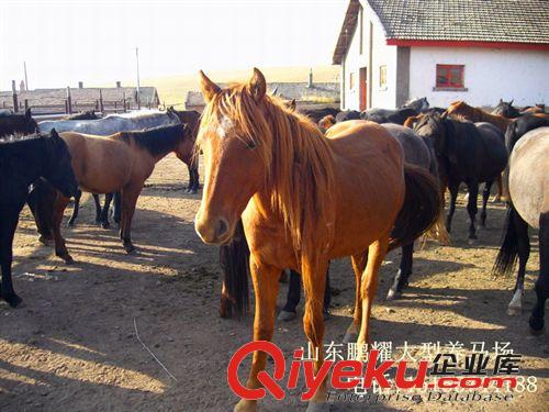 鵬耀養(yǎng)馬示范基地 伊犁馬 乘騎馬 矮馬 提供馴馬技術(shù)