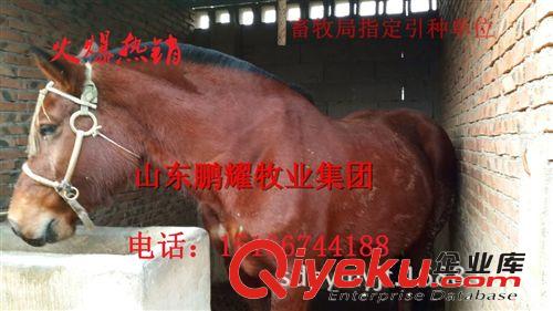 供應(yīng)三河馬　矮馬 騎乘馬 品種純正　可貨到付款！