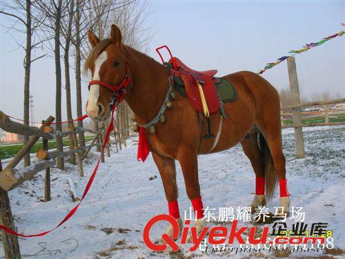 常年售改良馬 乘騎馬 旅游觀光馬  三河馬 跑馬場 娛樂專用