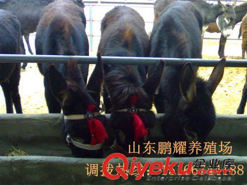 优质肉驴 毛驴价格 出肉率{zg}的品种！