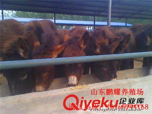 关中驴养殖场出售优质关中驴驴苗 肉驴价格 种驴养殖