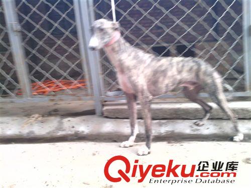 全活的格力犬攆兔夜間看燈逮野雞