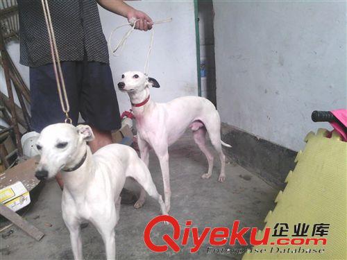 霸道的格力犬撵兔 格惠串比赛放兔