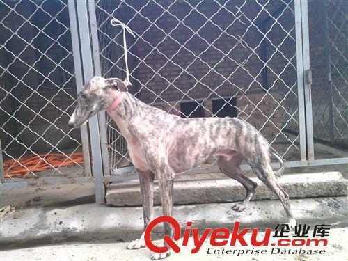 河南格力犬撵兔争霸赛