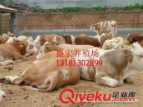 湖南益阳肉牛犊的喂养 怎样建设牛舍