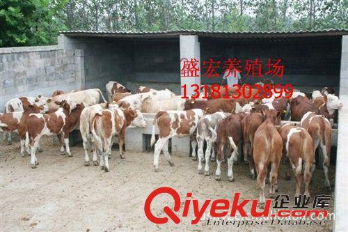 湖南益阳肉牛犊的喂养 怎样建设牛舍