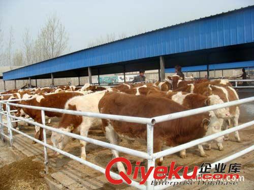 正規(guī)化嘉祥縣盛宏養(yǎng)殖場萬頭肉牛 西門塔爾 肉牛養(yǎng)殖 三元雜交牛原始圖片2