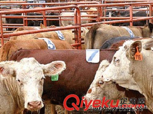 正規(guī)化嘉祥縣盛宏養(yǎng)殖場萬頭肉牛 西門塔爾 肉牛養(yǎng)殖 三元雜交牛原始圖片3