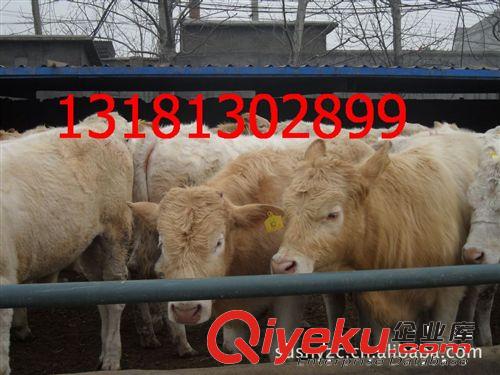 出售肉牛 肉牛犢 西門塔爾 夏洛萊牛 三元雜交肉牛 2015{zx1}價格