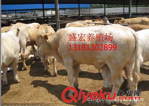 魯西黃牛小牛犢、西門塔爾牛 肉牛犢 種牛 價(jià)格合理場(chǎng)內(nèi)自由選購
